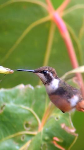 Gen Z Birdwatching clean thumb.jpg