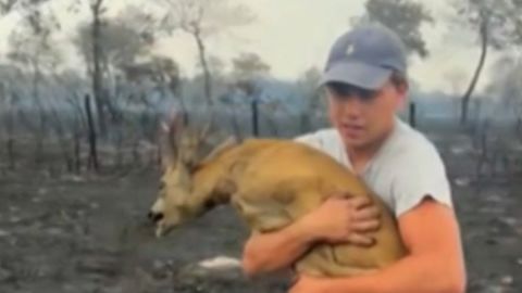 thumbnail deer rescue france 2 vrtc.jpg