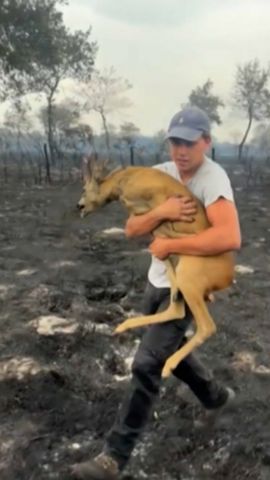 thumbnail deer rescue france 2 vrtc.jpg